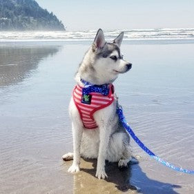 Small dog wearing an EcoBark nautical bow tie collar while enjoying a walk outdoors with its owner
