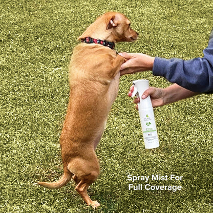 Dog receiving Pure and Natural Flea & Tick Spray for Dogs for outdoor flea and tick protection