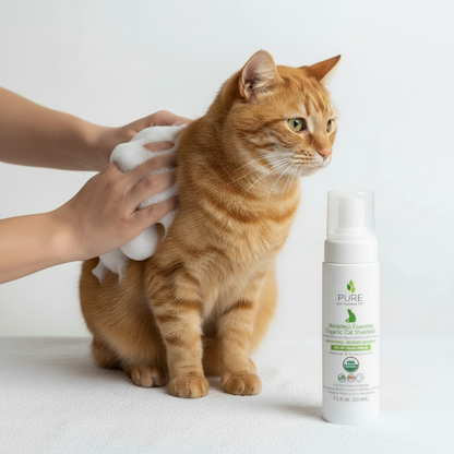 Applying organic waterless foaming shampoo to an orange cat for stress-free no-rinse grooming