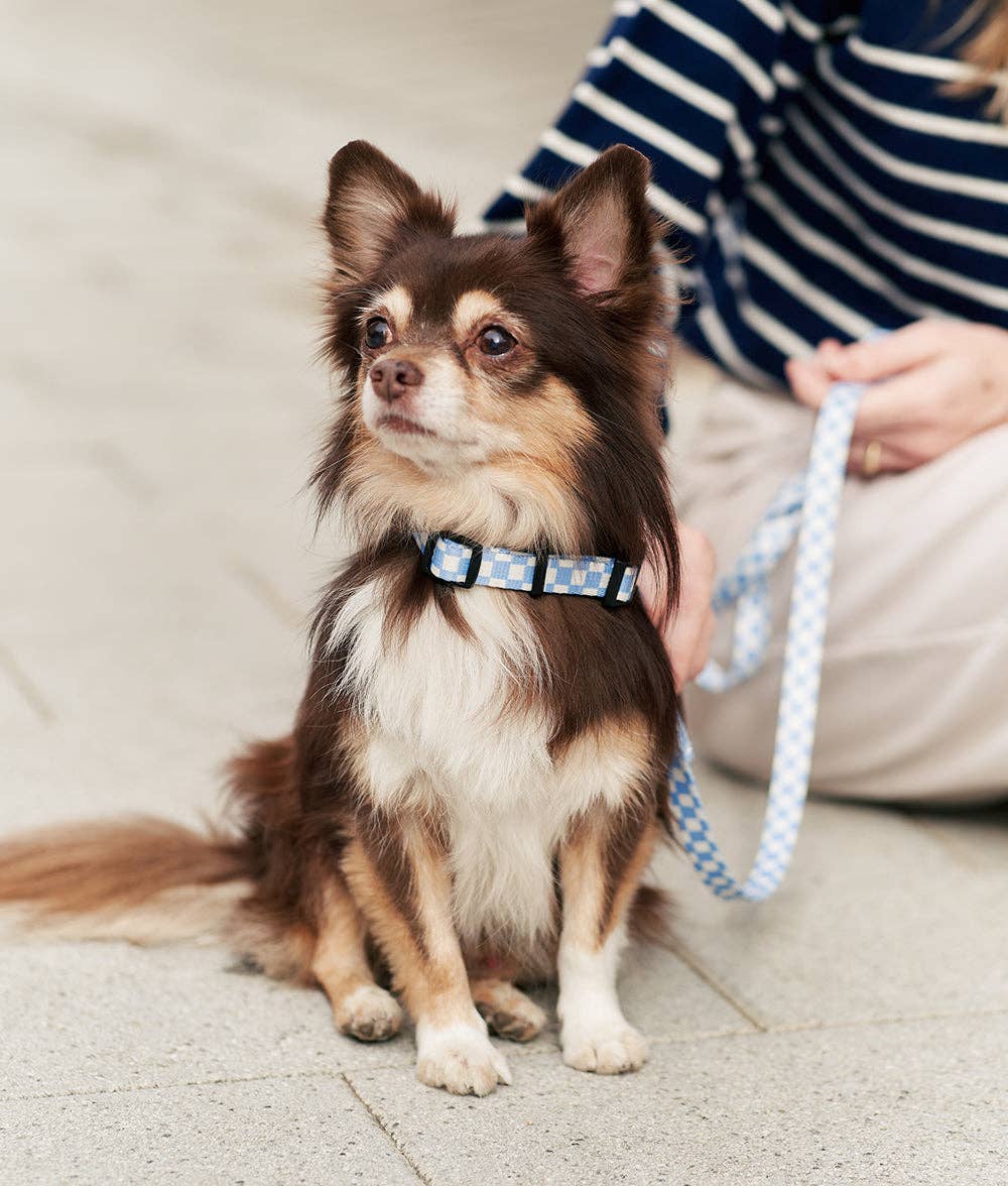 Small dog with Vichy Blue Recycled PET Dog Leash