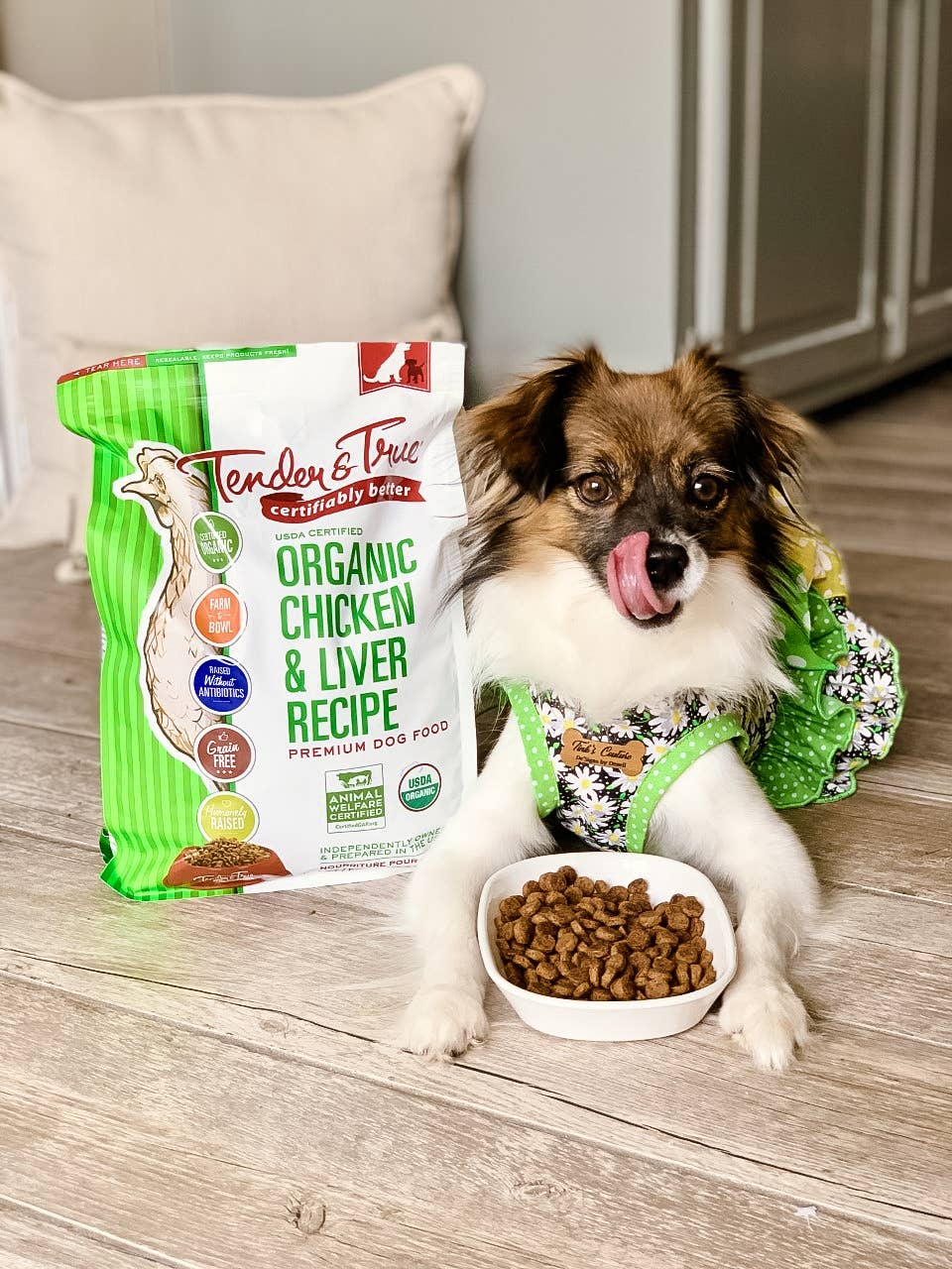 Dog enjoying Organic Chicken & Liver Recipe Dry Dog Food served in a bowl.