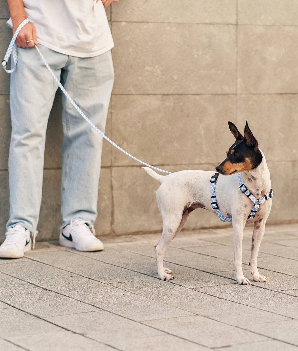 Dog walking with Vichy Blue Recycled PET Dog Harness