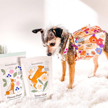 Small dog with Botanical Bones Inner Glow organic dog treats