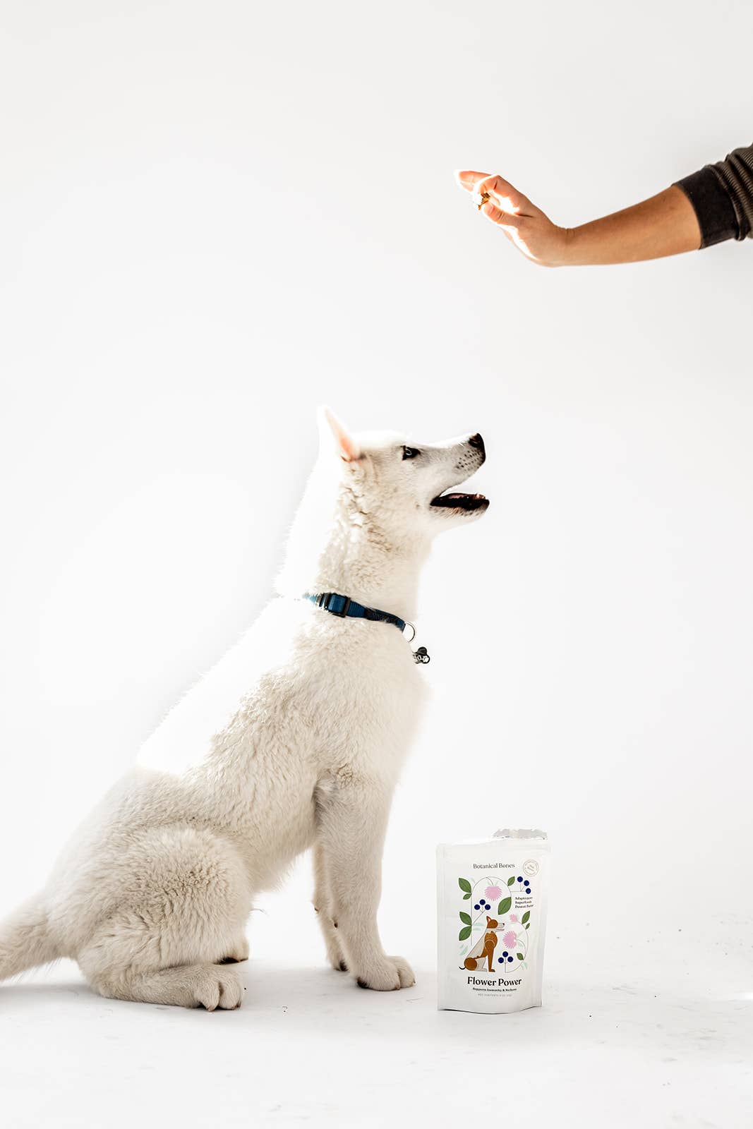 White dog looking toward Botanical Bones functional dog treats