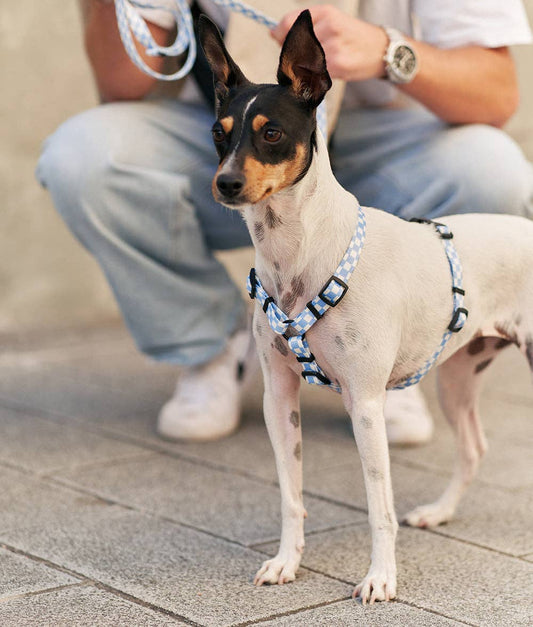 Dog wearing Vichy Blue Recycled PET Dog Harness by CAFIDE Juno