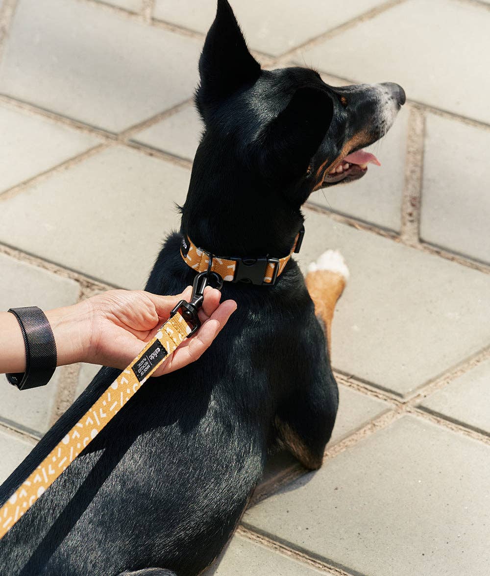 Close-up of the recycled PET leash highlighting durable webbing and premium construction