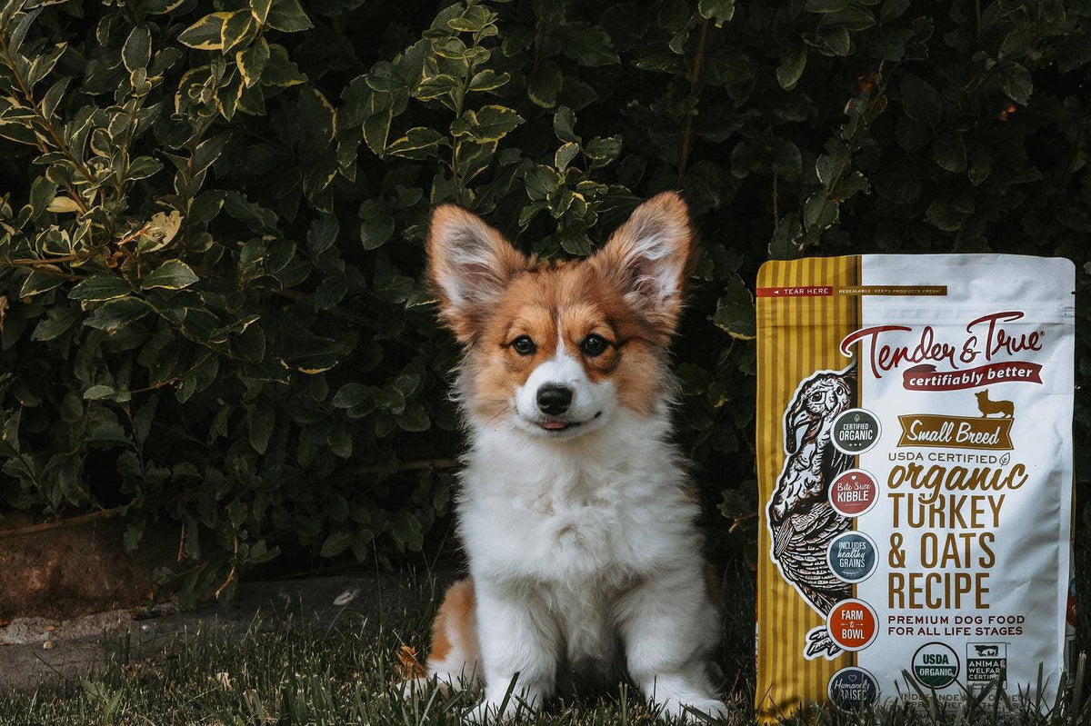 Healthy small breed dog with organic turkey recipe dog food