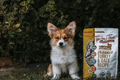 Healthy small breed dog with organic turkey recipe dog food