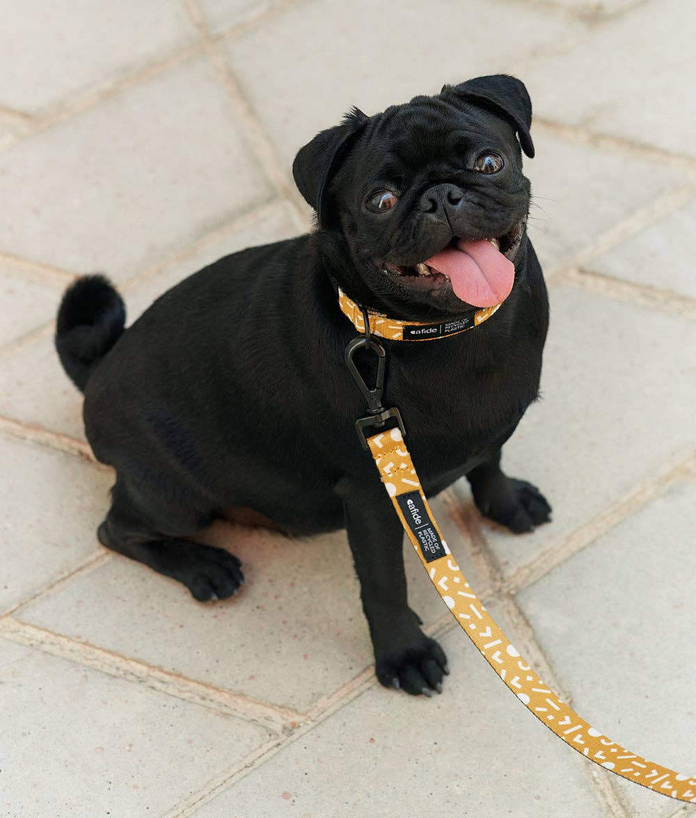 Dog wearing the Memphis Mustard Juno leash showcasing secure everyday comfort