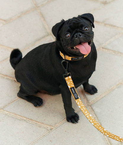 Dog wearing the Memphis Mustard Juno leash showcasing secure everyday comfort