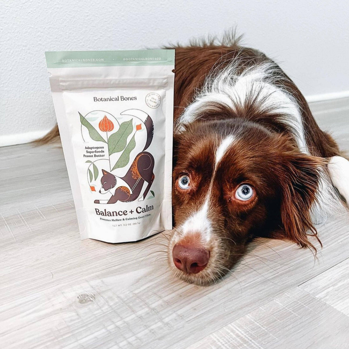 Australian Shepherd relaxing next to Botanical Bones dog treats