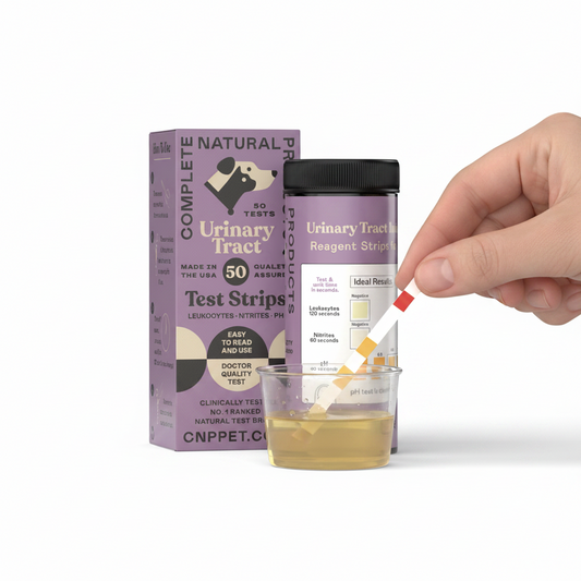 Pet owner using a UTI test strip to monitor urinary health at home