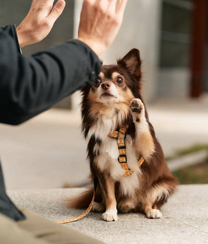 Memphis Mustard Design Recycled PET Harness | Juno | Size S