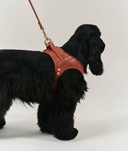 Black dog wearing the brown Jala vegan leather harness for a comfortable everyday fit
