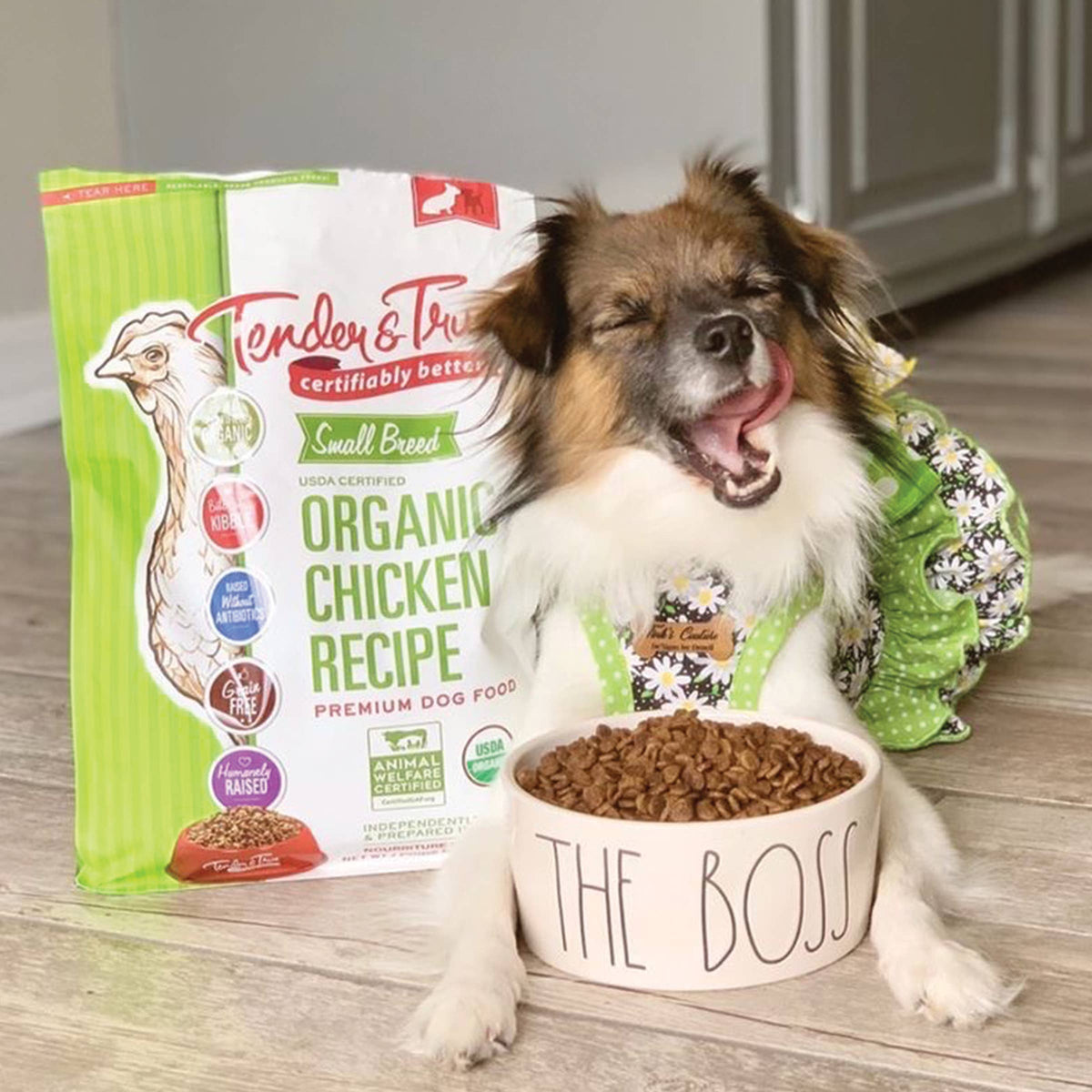 Small dog eating Tender & True Organic Small Breed Chicken & Liver Recipe dry dog food