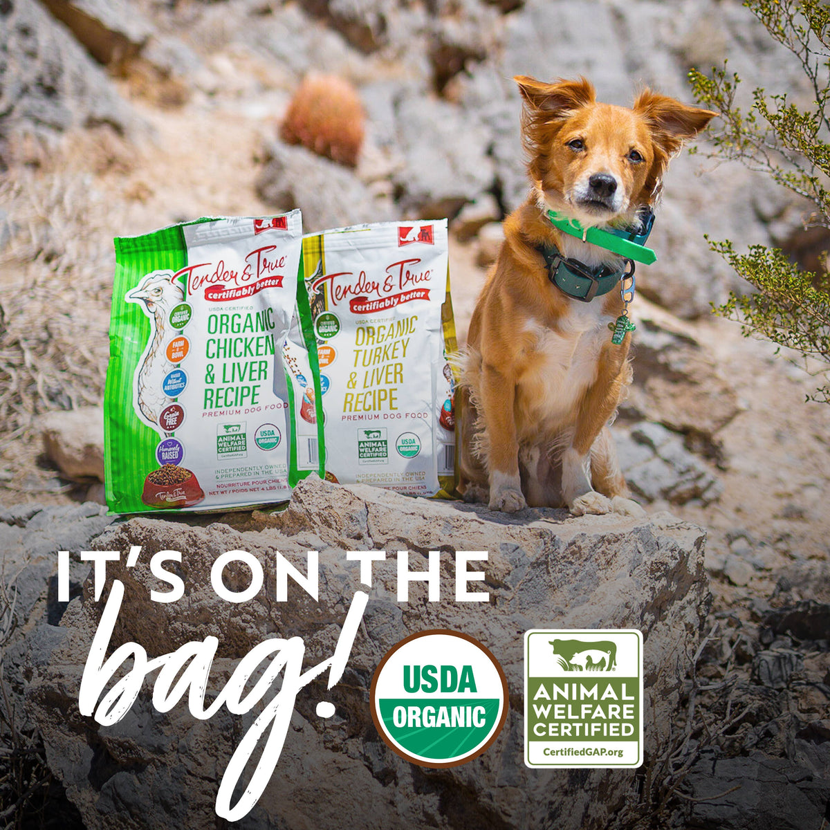 Organic Chicken & Liver Recipe Dry Dog Food bags displayed outdoors with a happy dog and USDA Organic certification.