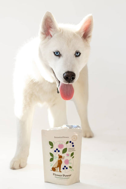 White dog with Botanical Bones Flower Power dog treats