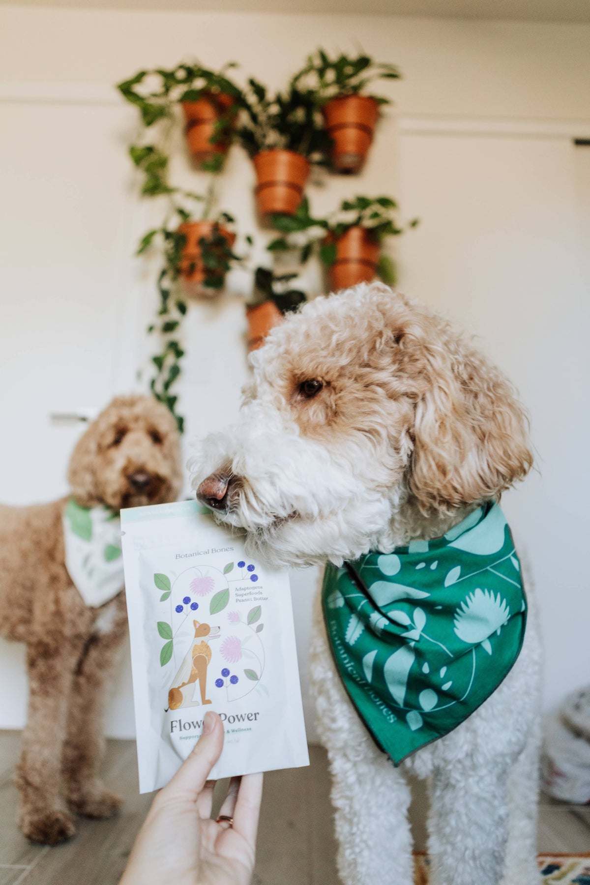 Two dogs with Botanical Bones Flower Power organic dog treats