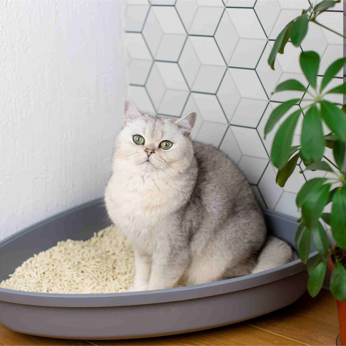 Cat sitting inside a litter box filled with SoyKitty
