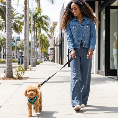 Small dog wearing the EcoBark Aqua Sport reflective harness on a neighborhood walk