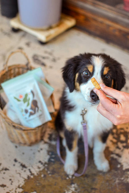 Bernese Mountain Dog enjoying a Botanical Bones functional dog treat