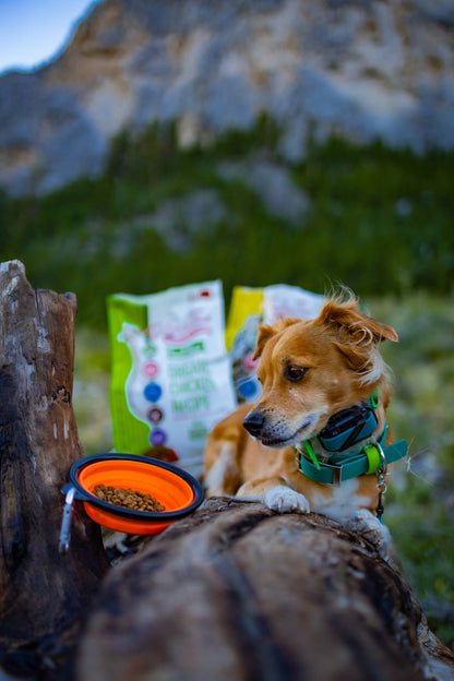 Small breed dog enjoying Tender & True organic turkey dog food