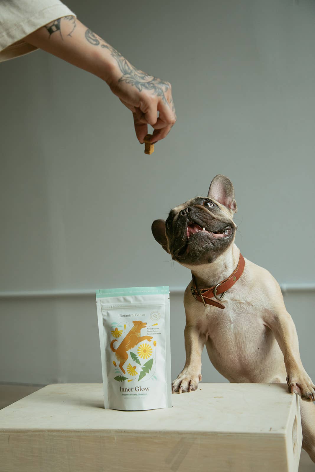 French Bulldog receiving a Botanical Bones Inner Glow organic dog treat