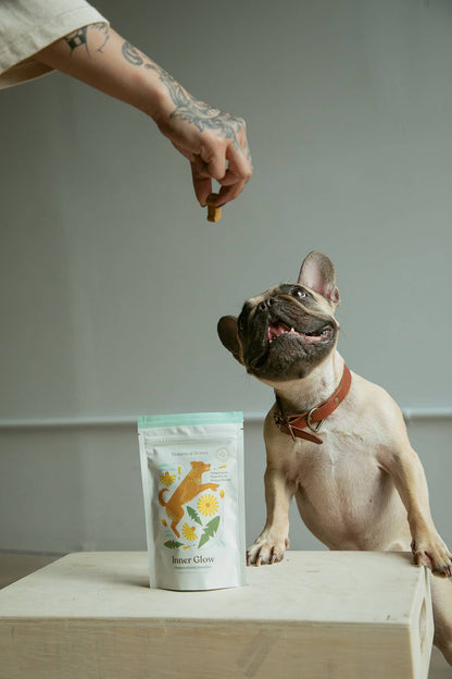 French Bulldog receiving a Botanical Bones Inner Glow organic dog treat