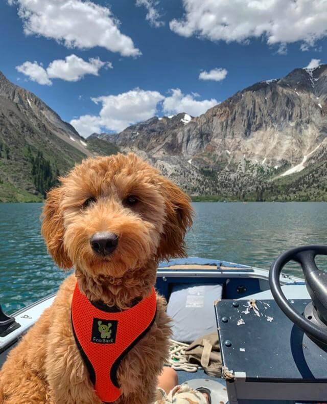     Small dog wearing the EcoBark Max Comfort Orange Harness on a boat during an outdoor adventure