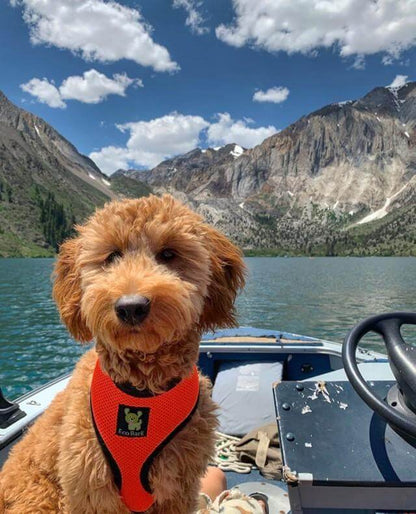     Small dog wearing the EcoBark Max Comfort Orange Harness on a boat during an outdoor adventure