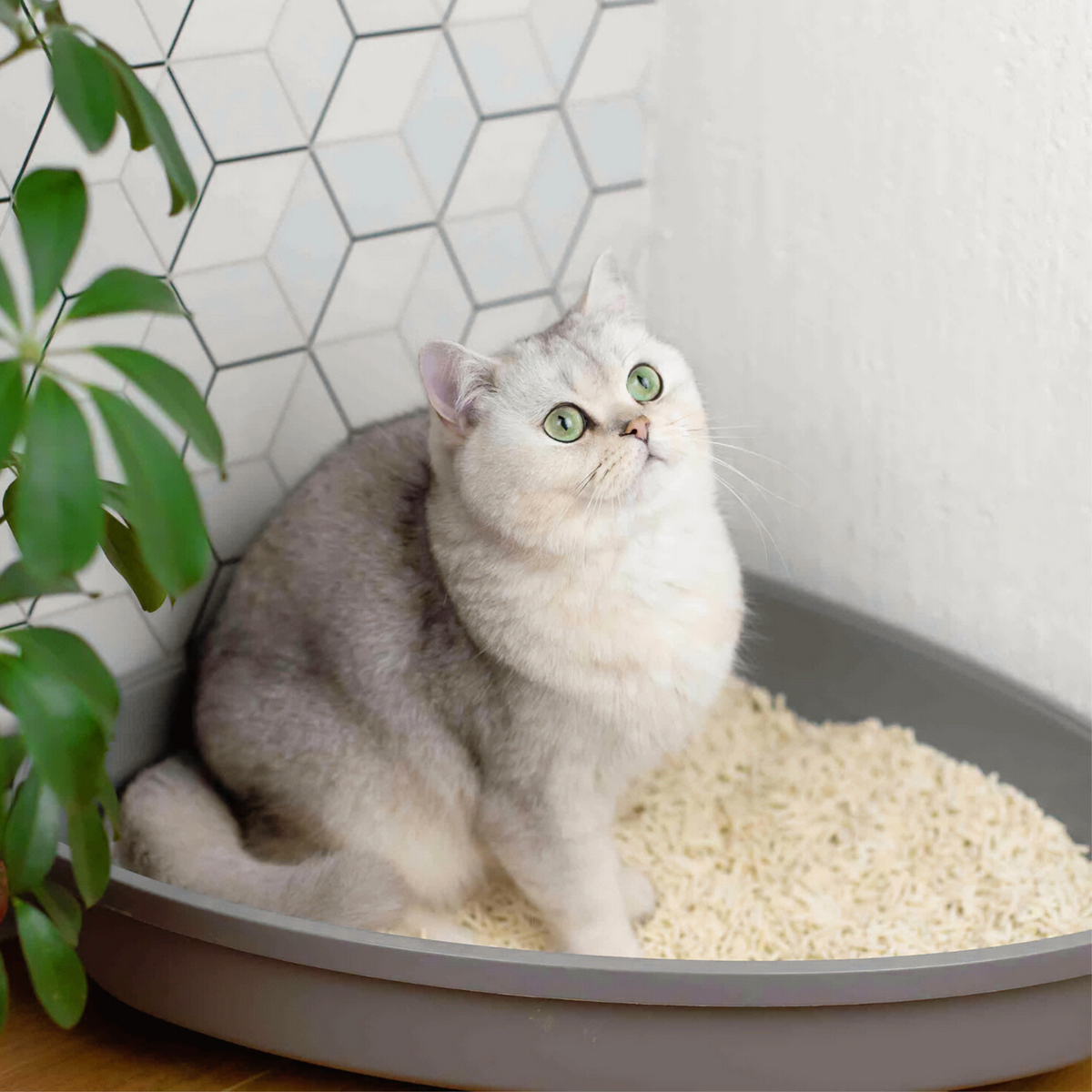 White cat sitting in a litter box filled with SoyKitty