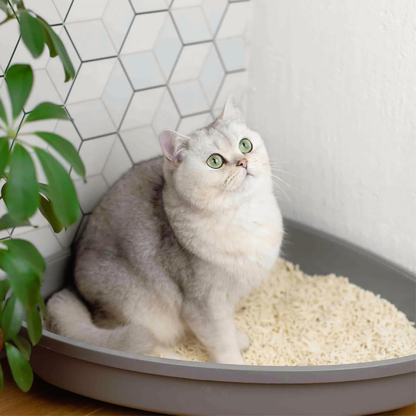 White cat sitting in a litter box filled with SoyKitty