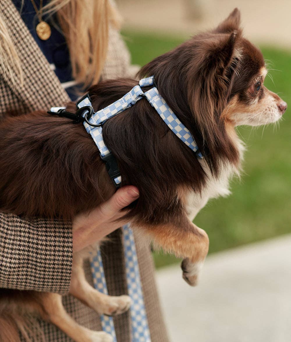 Dog wearing Vichy Blue Recycled PET Dog Harness outdoors