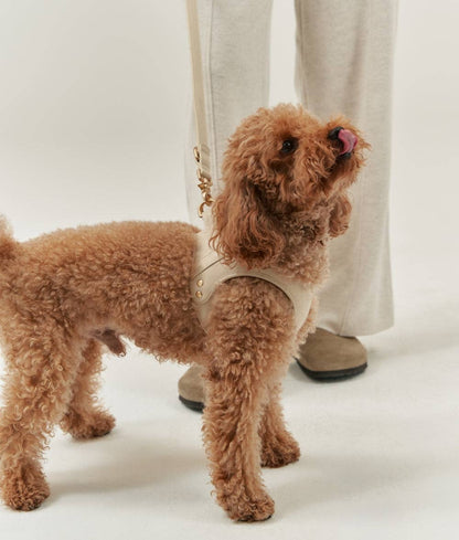 Small dog wearing the Beige Jala vegan leather harness during an everyday walk, highlighting the secure adjustable fit