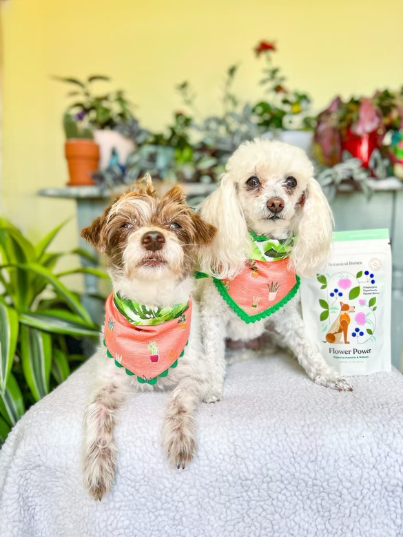 Two dogs with Botanical Bones Flower Power organic dog treats
