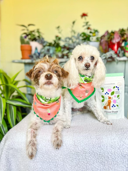 Two dogs with Botanical Bones Flower Power organic dog treats