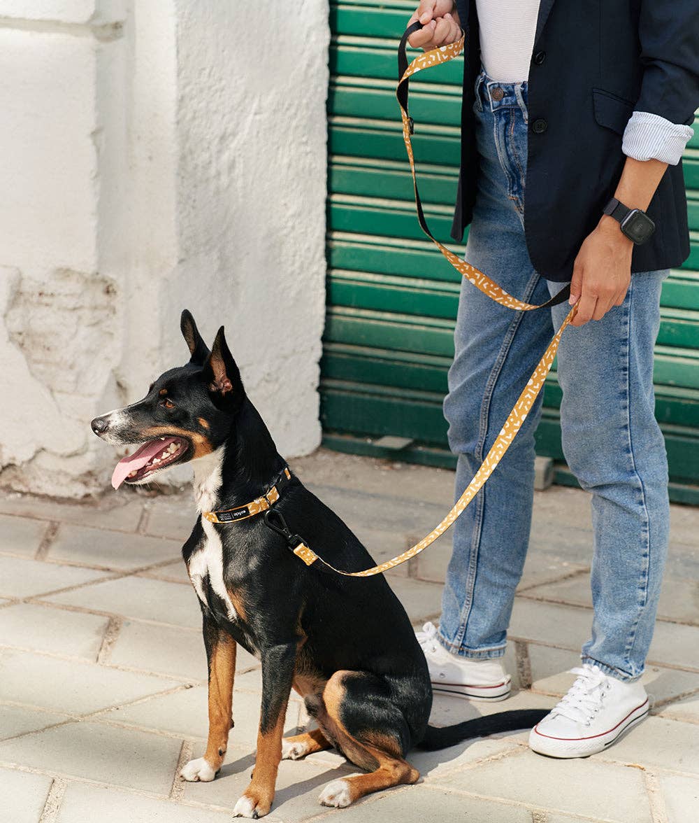 Dog walking with the Memphis Mustard Juno recycled PET leash during everyday use