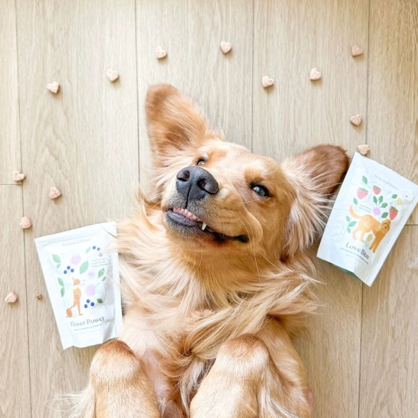 Happy dog relaxing with Love Bites organic strawberry and peanut butter treats.