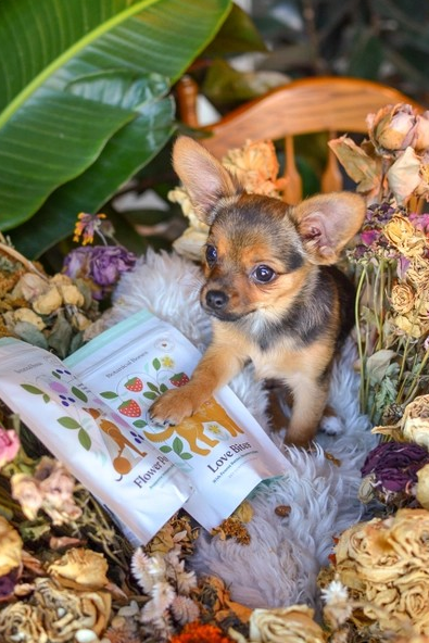 Small Chihuahua with Love Bites organic dog treats outdoors.