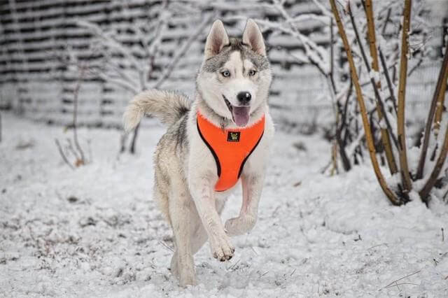     Husky wearing the EcoBark Max Comfort Orange Harness during a winter walk