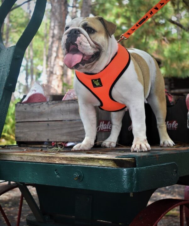     Dog wearing the EcoBark Max Comfort Orange Harness while relaxing at a park bench
