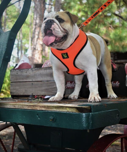     Dog wearing the EcoBark Max Comfort Orange Harness while relaxing at a park bench